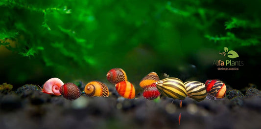 ¡Bienvenido caracol a tu nuevo hogar! De Alfa Plants Shrimps México, tu especialista en caracoles para acuario.