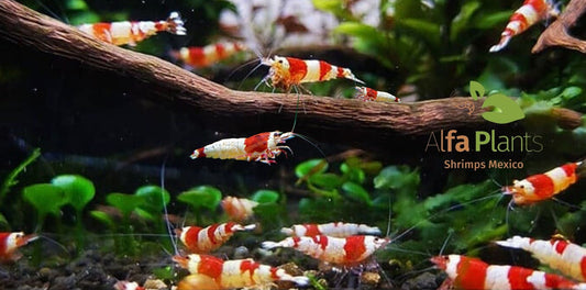 ¡Bienvenido al fascinante mundo de las gambas de Alfa Plants Shrimps México!