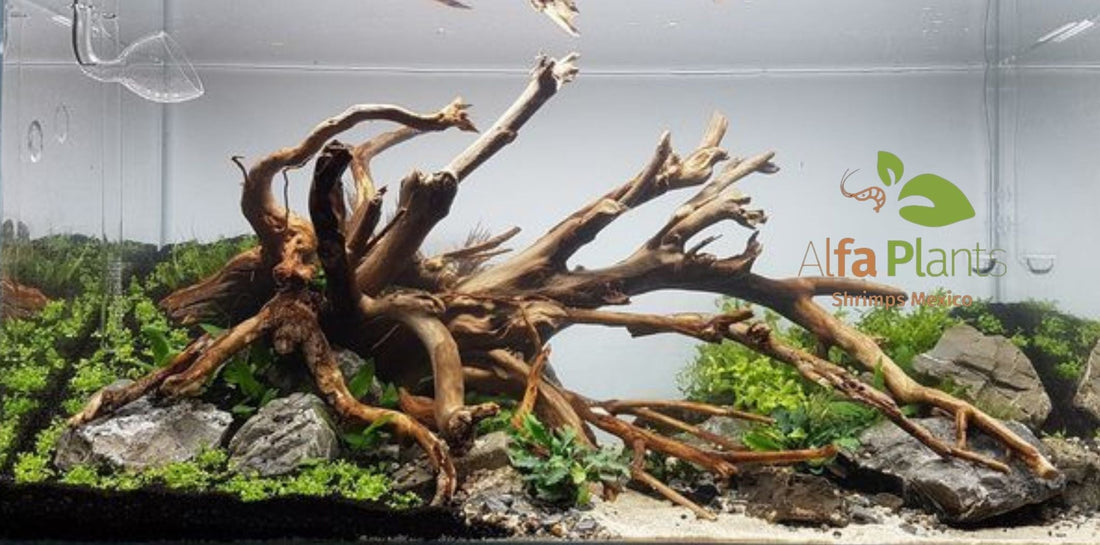 ¡Transforma tu acuario con la madera natural de Alfa Plants Shrimps México!