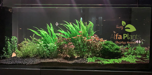 ¡Tus plantas acuáticas han llegado!: recibe, planta y disfruta