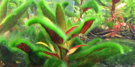 Tipos de algas en el acuario plantado y cómo eliminarlas
