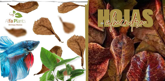 Hoja de almendro para acuario: beneficios, cómo usarla, preparación y cuidados