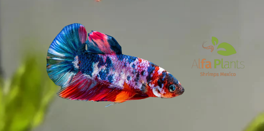 ¡Bienvenido a casa, tu nuevo Pez Betta de Alfa Plants Shrimps México!