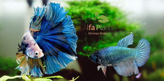 Pez betta hembra y macho: diferencias, cuánto viven y con qué otros peces conviven