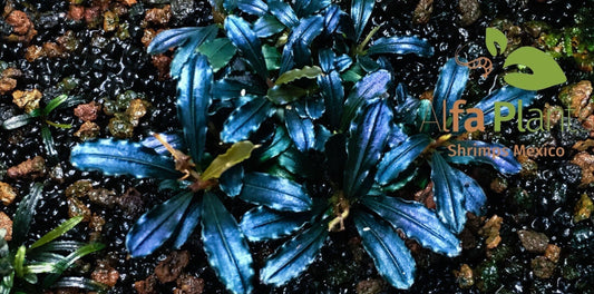 Bucephalandras y sus cuidados