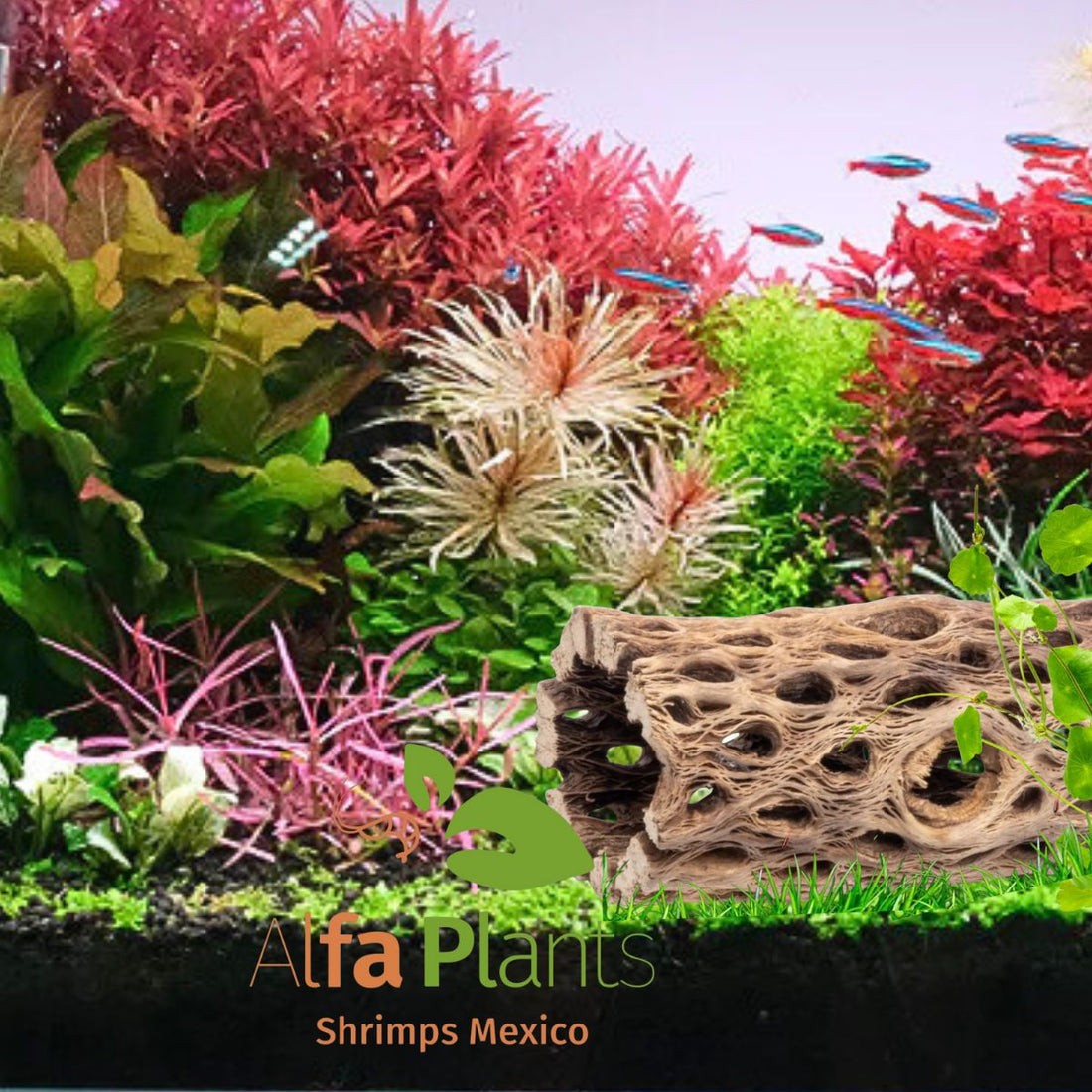 Cholla Wood para gambarios y acuarios: beneficios, preparación y cuidados