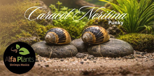 Caracol Punky para acuario: cuidados, alimentación, compatibilidad y cómo mantenerlo sano