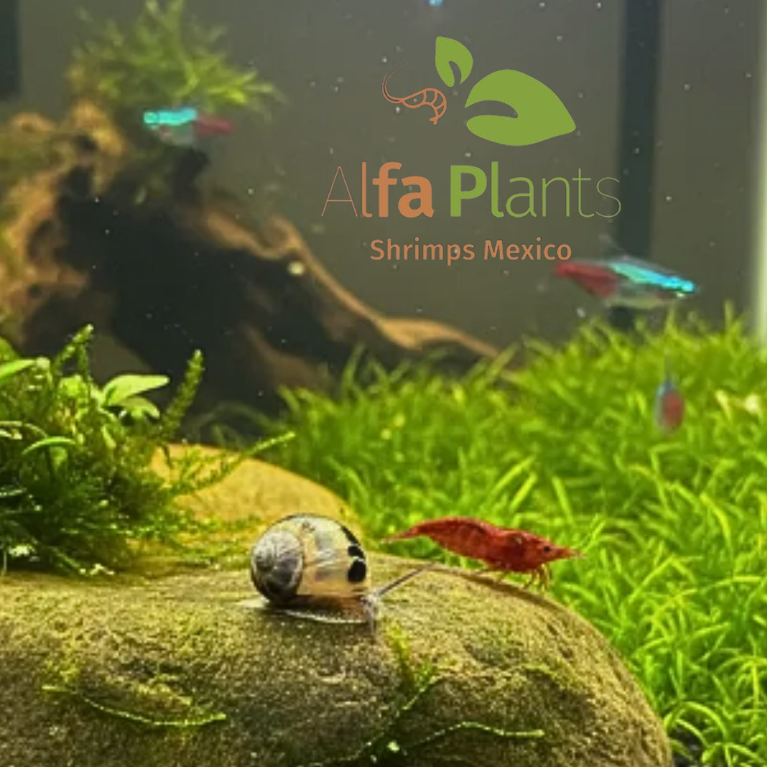 ¿Cómo limpiar un acuario correctamente? 10 productos que te ayudan a mantenerlo limpio y saludable