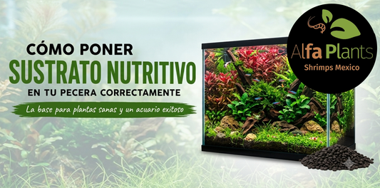 ¿Cómo poner sustrato nutritivo en tu pecera correctamente?