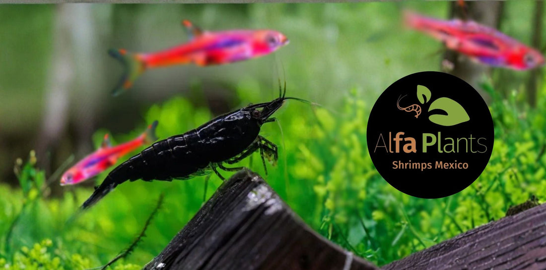 Neocaridina Black: características, origen y reproducción