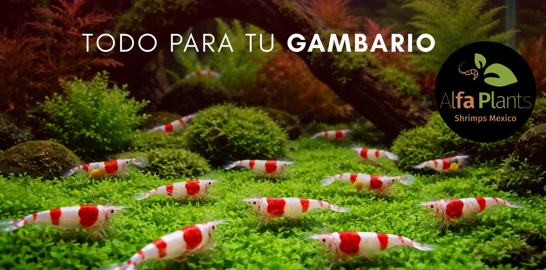 Todo para tu gambario: cómo montar un acuario para gambas bonito y saludable