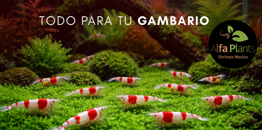 Todo para tu gambario: cómo montar un acuario para gambas bonito y saludable