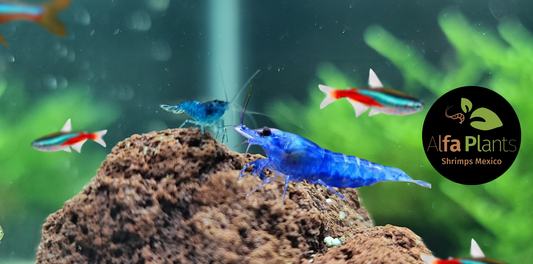 ¿Qué peces pueden convivir con gambas Neocaridina? Guía de compañeros de acuario