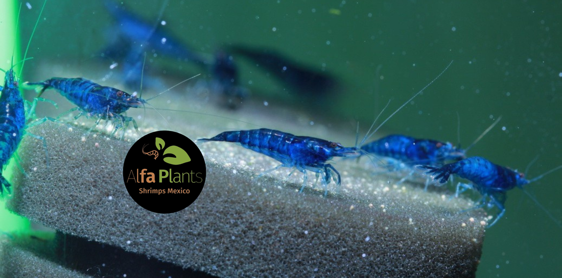 Neocaridina Blue Diamond: características, origen y reproducción