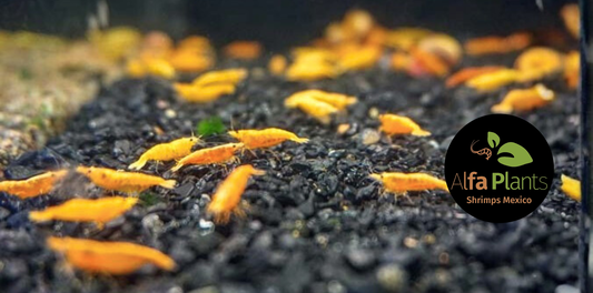 Neocaridina Orange (neocaridina davidi): características, origen y reproducción