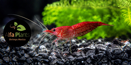 Neocaridina Red Cherry: características, cuidados, alimentación y parámetros para mantenerlas saludables