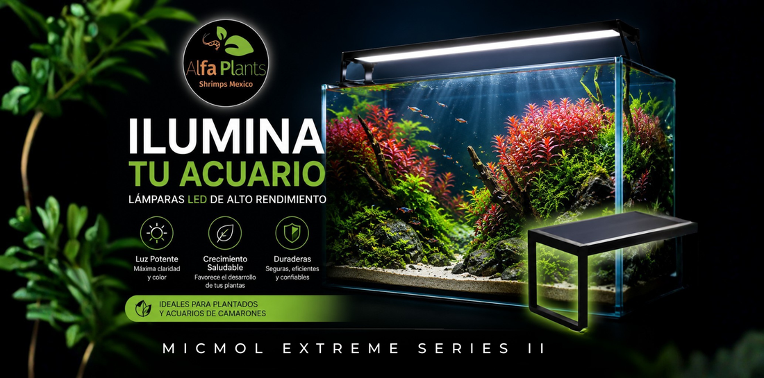 ¿Cómo iluminar mi acuario? Guía para elegir la lámpara LED ideal