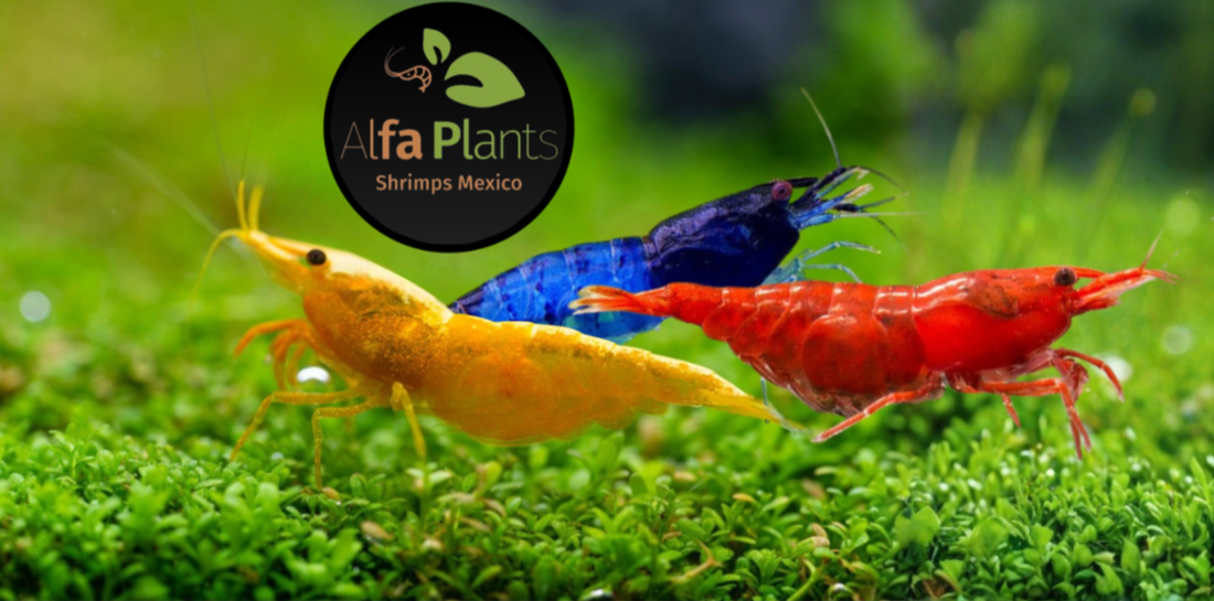 Neocaridinas: parámetros, tipos, ficha, cuidados, qué comen y todo lo que debes saber