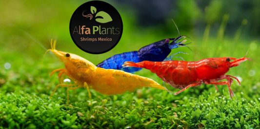 Neocaridinas: parámetros, tipos, ficha, cuidados, qué comen y todo lo que debes saber