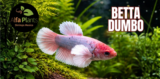Betta Dumbo: características, cuidados y cómo preparar su acuario