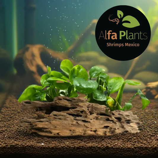 ¿Cómo plantar Anubias en un acuario? Guía para troncos y rocas