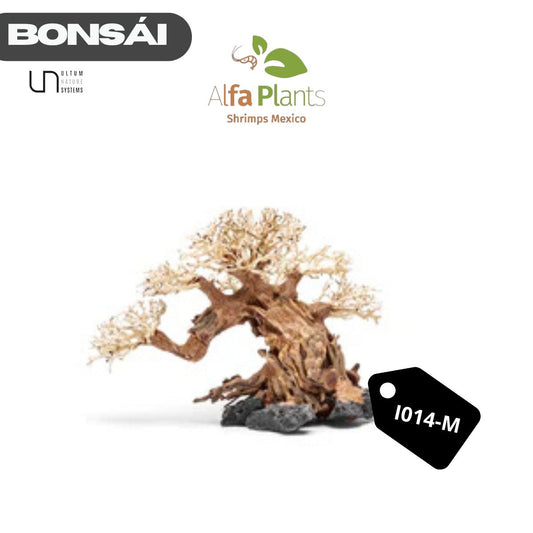 Bonsái I014