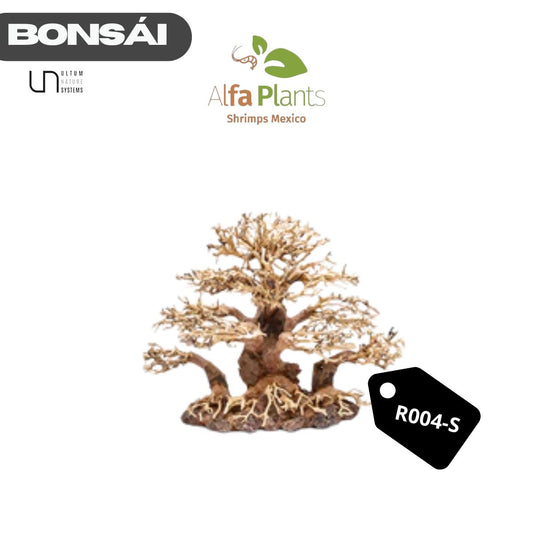 Bonsái R004
