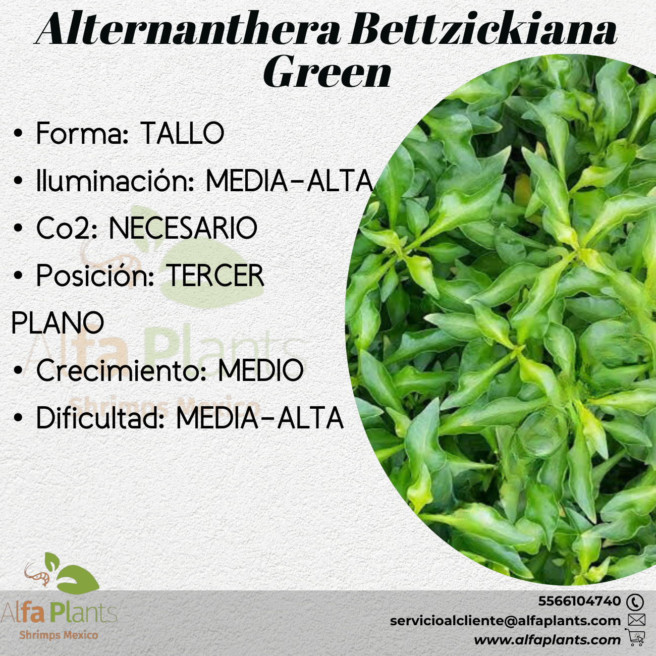 Alternanthera Bettzickiana Green