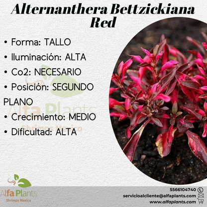 Alternanthera Bettzickiana Red