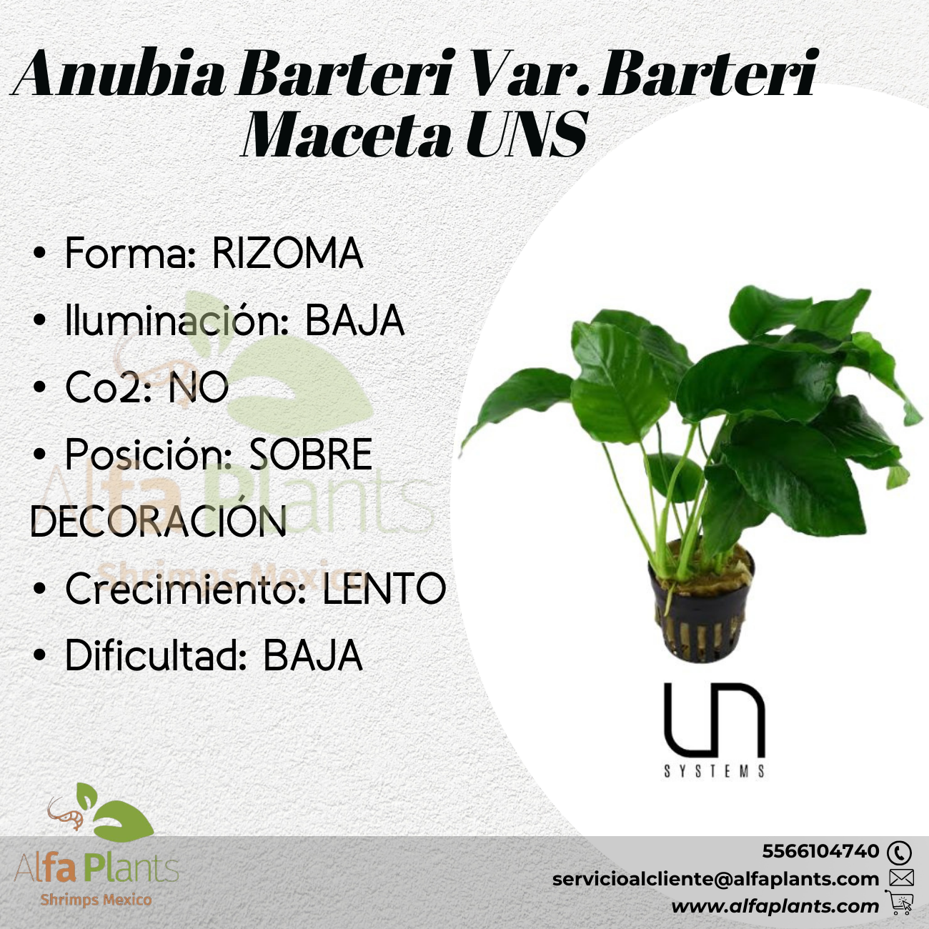 Anubia Barteri var. Barteri