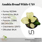 Anubia Broad White