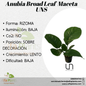 Anubia Broad Leaf