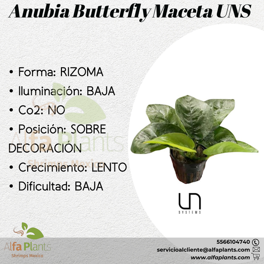 Anubia Butterfly