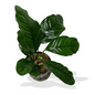 Anubias Coffeefolia