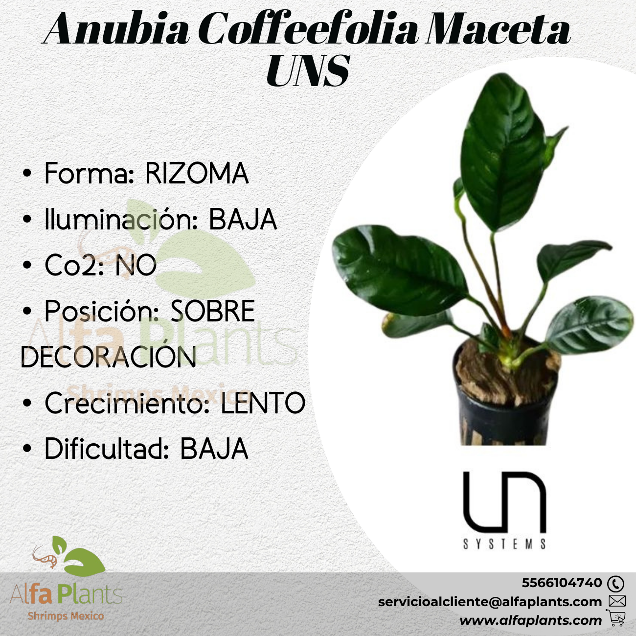 Anubia Coffeefolia