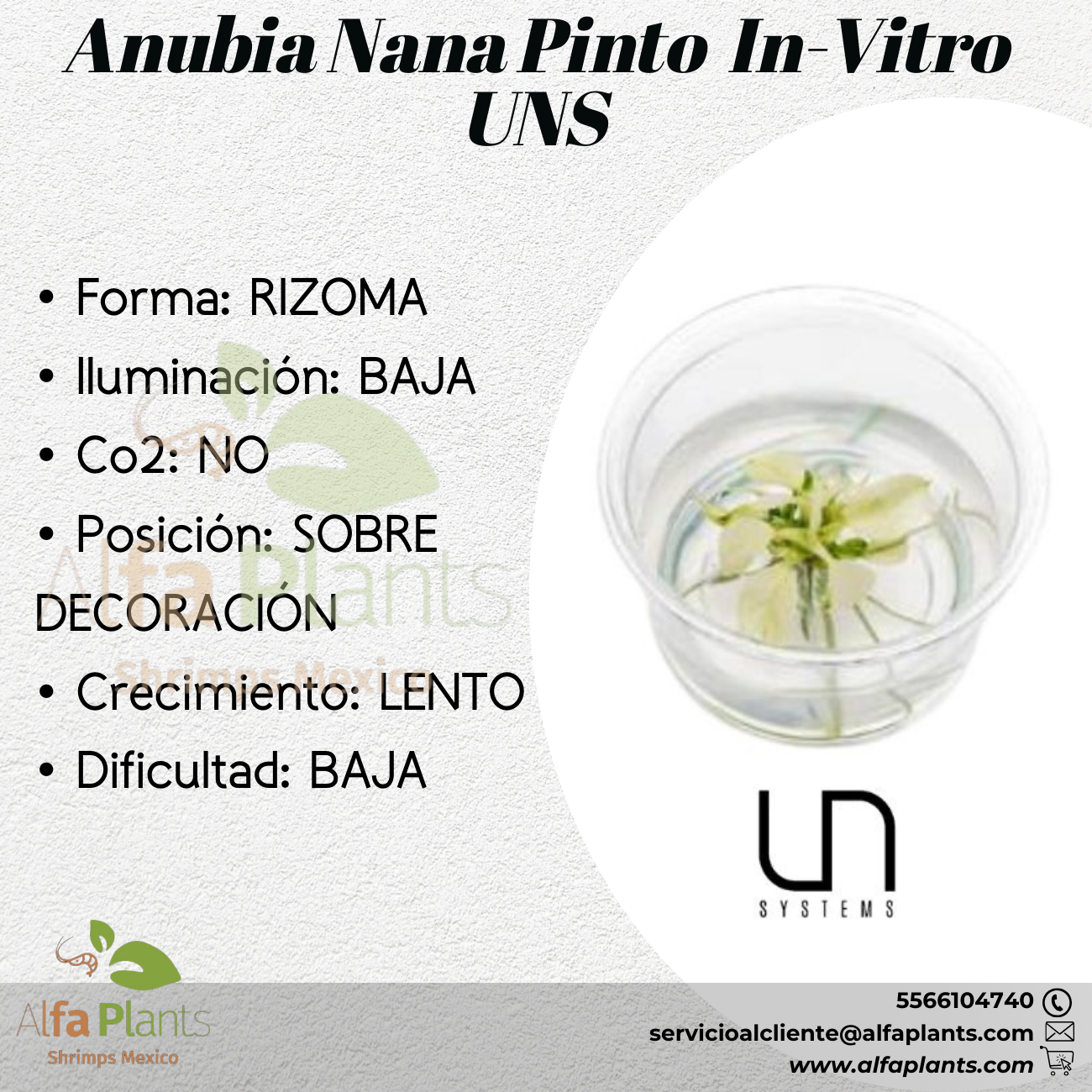 Anubia Nana Pinto In-vitro Small Cup