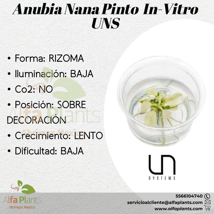 Anubia Nana Pinto In-vitro Small Cup