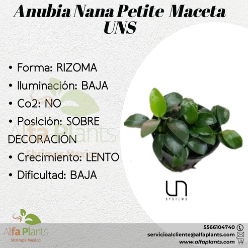 Anubias Nana Petite – Alfa Plants Shrimps México