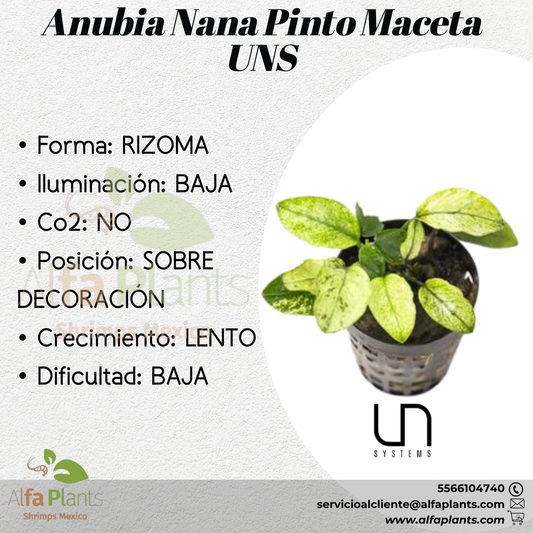 Anubia Nana Pinto