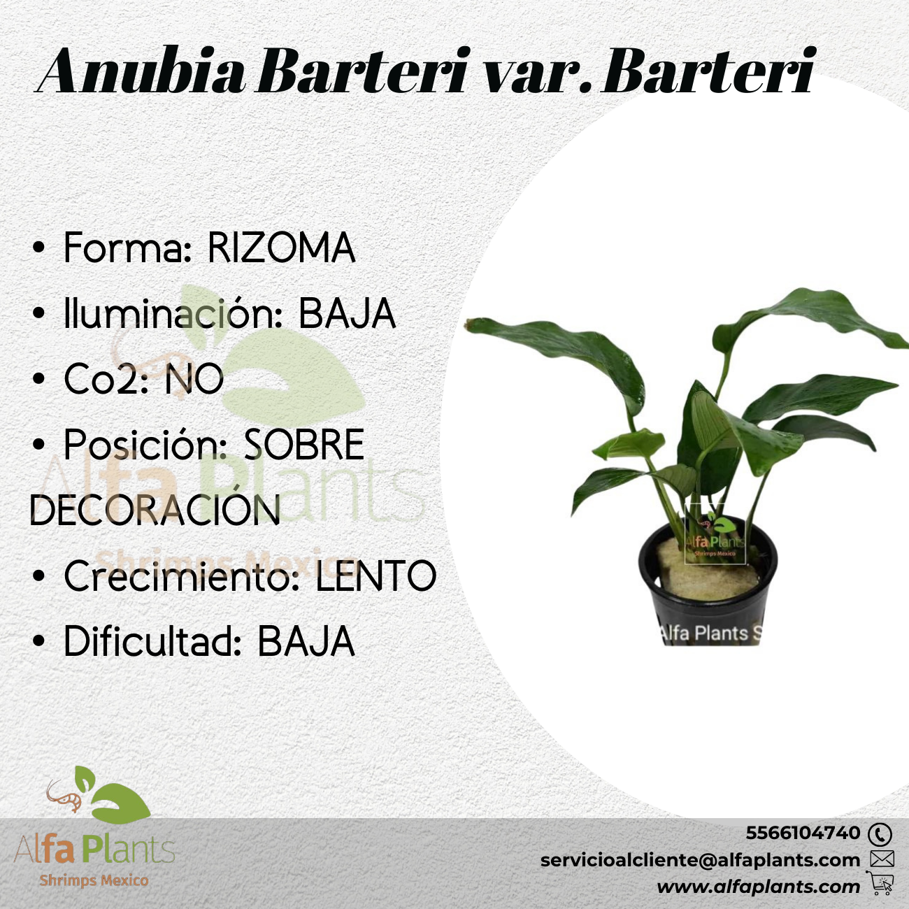 Anubia Barteri var. Barteri