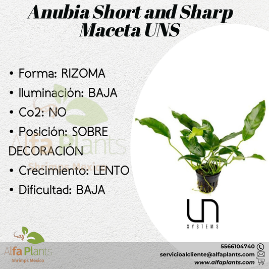 Anubia Short And Sharp