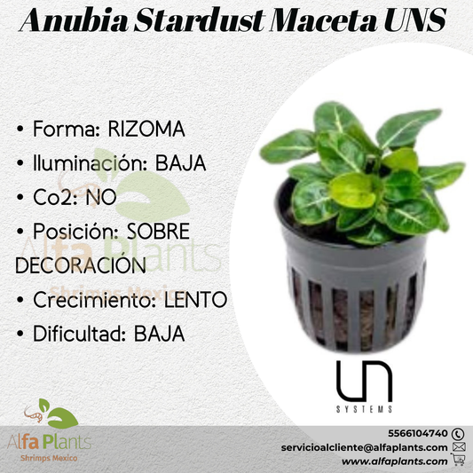 Anubia Stardust