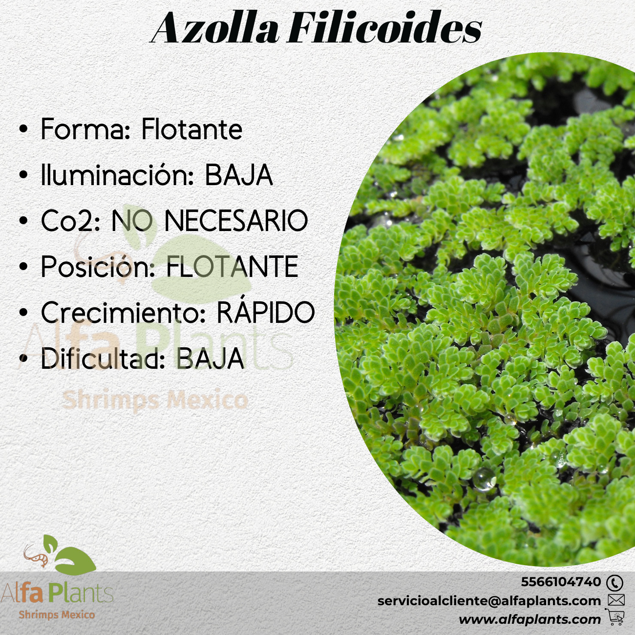 Flotantes – Alfa Plants Shrimps México