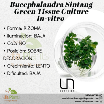 Bucephalandra Sintang Green Tissue Culture In-vitro