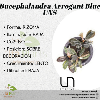 Bucephalandra Arrogant Blue