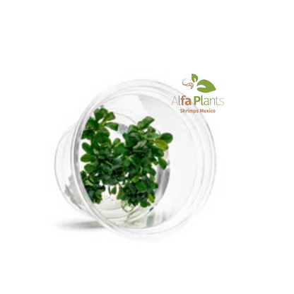 Bucephalandra Sintang Green Tissue Culture In-vitro