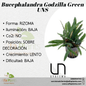 Bucephalandra Godzilla Green