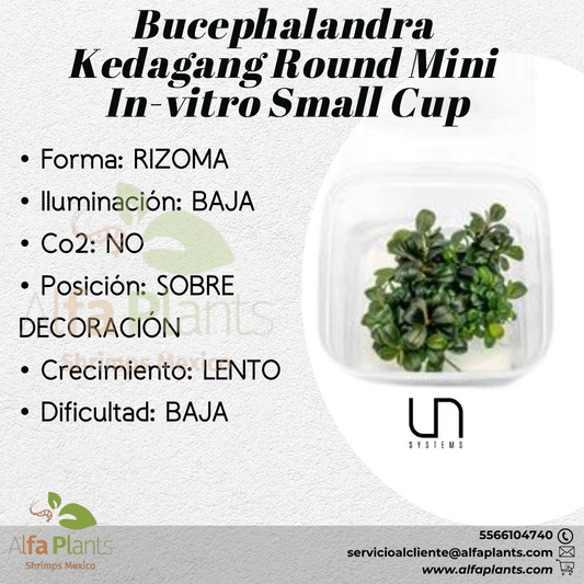 Bucephalandra Kedagang Round Mini In-vitro