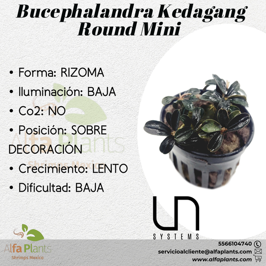 Bucephalandra Kedagang Round Mini