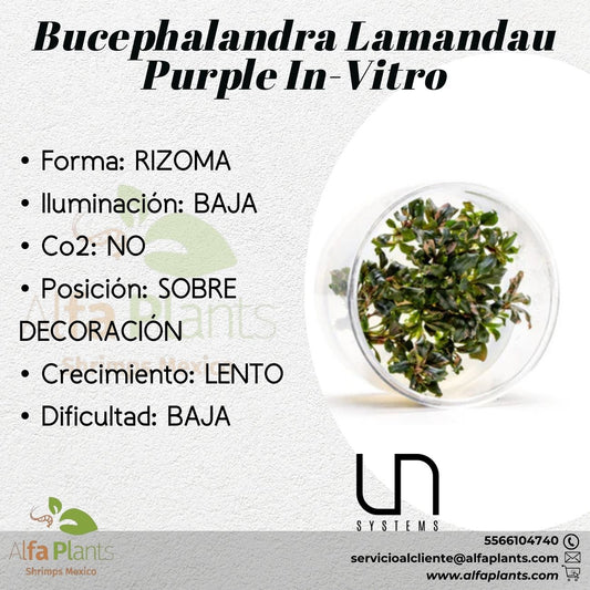Bucephalandra Lamandau Purple In-vitro